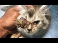 Enormous cuterebra removed from kittens eye part 14