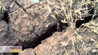 Texas Drought Losses