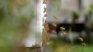 New Zealand Bees and Golden #honey