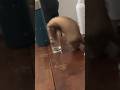 Cette table cest lendroit des btises  furet furets ferret ferrets funny.s funny