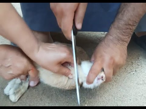 فيديو: كيف أعمى أرنب