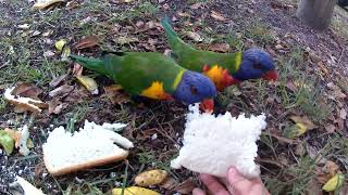 Feeding rainbow lorikeets at Hat head๏ฟผ๏ฟผ