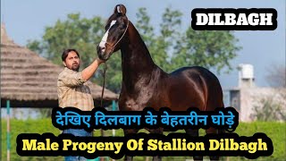 भारत का मशहूर घोड़ा दिलबाग के बेहतरीन घोड़े | Male Progeny Of Stallion Dilbagh Rania !!