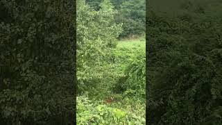#ihavethisthingwithplants #nepal #subscribe #which animal do you see this vedio