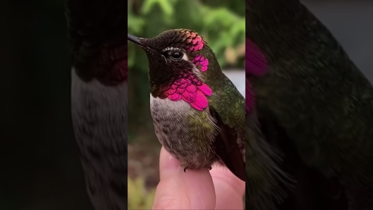 HUMMINGBIRD AMAZING COLOR CHANGE 