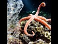 Dark Oxygen: The Ocean Is Making Oxygen Without Sunlight