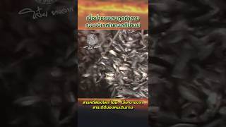 การทำลายป่าชายเลน คือการทำลายระบบนิเวศในทะเล  #ป่าชายเลน #ป่าโกงกาง #ประมง #จับปลา #อ่าวไทย #โกงกาง