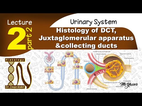 2b-Distal convoluted tubules,Juxtaglomerular apparatus, collecting ducts-Histology-Urinary system