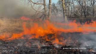 Iowa Wildlife Center WildWay Prairie Controlled Burn