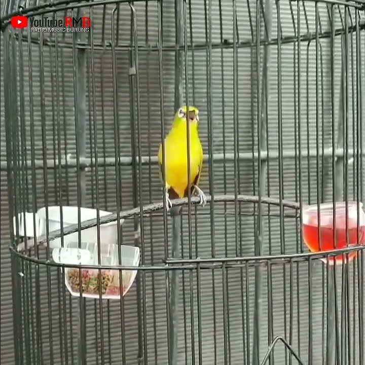PLECI MURIA MATA PUTIH TEMBAKAN SEJALUR GLATIC#plecimataputieh#plecimuria