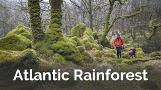New Favourite Place - Atlantic Rainforest Photography