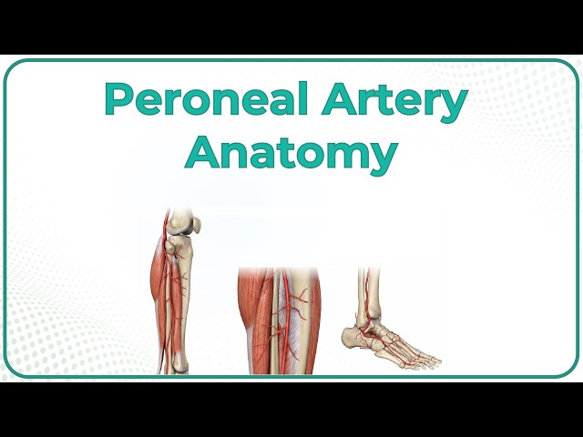 Peroneal Artery Is A Branch Of 