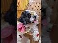 Sreemantham🥰My cute🧿shihtzu#shortvideo #shorts #yt #ytshorts #trending #pet #viral #sreemantham #dog