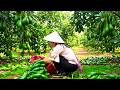 Harvesting avocados for making smoothies to sell - Extracting oil from animal fat, preserving it