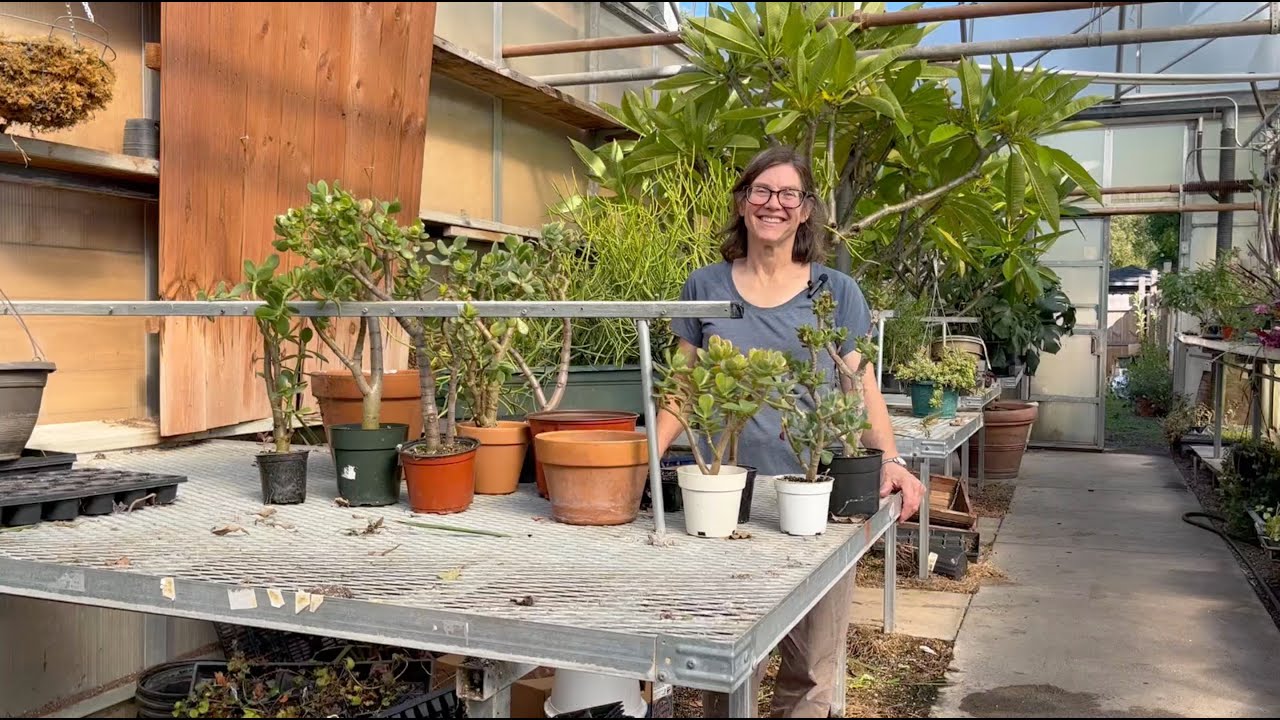 Jade Plant Care - YouTube