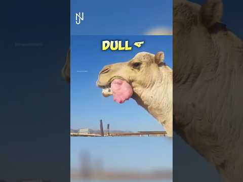 Why Camels Spit 0ut Their Organ🐫 #shorts #facts