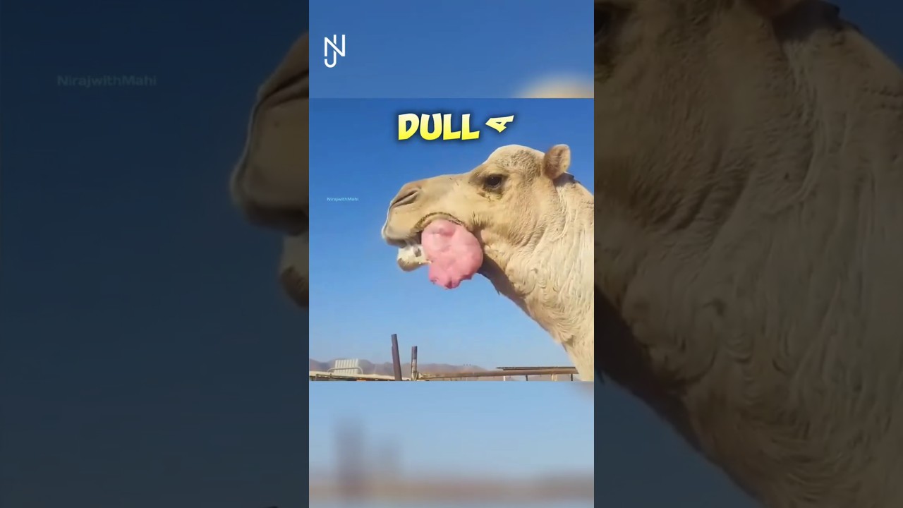 Why Camels Spit 0ut Their Organ🐫 