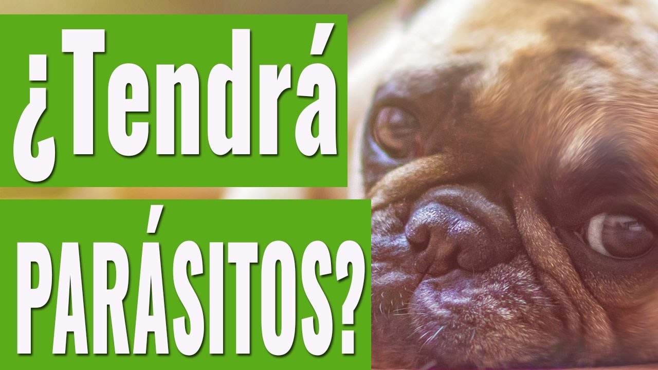 como se sabe si un perro tiene parasitos