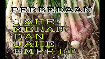 PERBEDAAN JAHE MERAH DAN JAHE EMPRIT