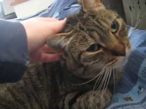 cat แปลว่า Happy Mysli