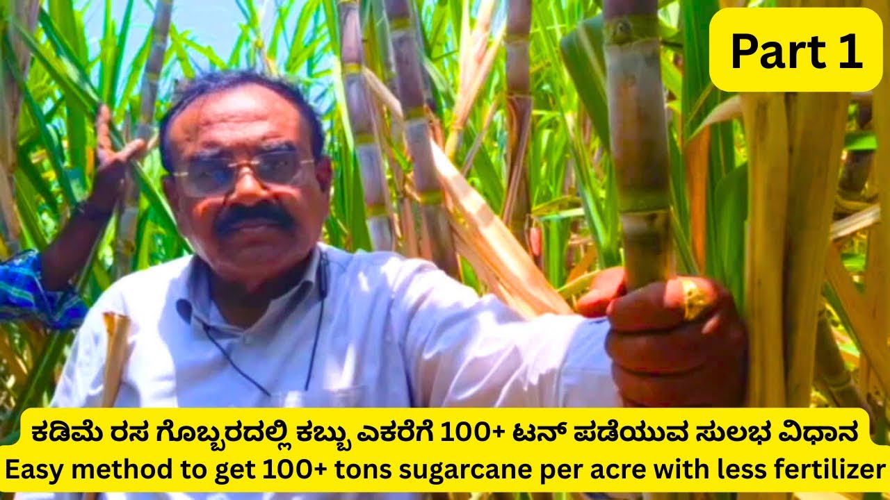 ಕಡಿಮೆ ರಸ ಗೊಬ್ಬರದಲ್ಲಿ ಕಬ್ಬು ಎಕರೆಗೆ 100+ ಟನ್ ಪಡೆಯುವ ಸುಲಭ ವಿಧಾನ - Part 1