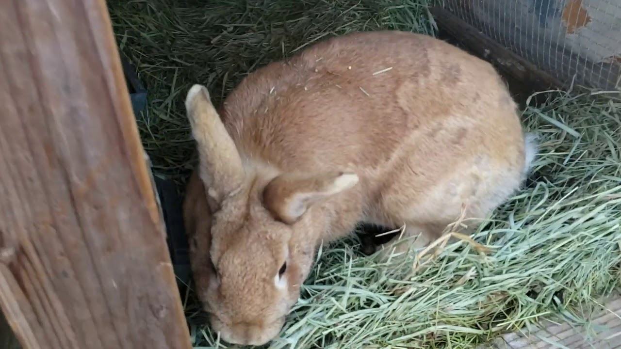 I love these silly chickens and snobby rabbits! - YouTube