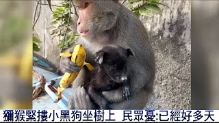 【★猴子緊抱小歐告好幾天!!】當小孩養幫小狗洗澡還餵香蕉!!