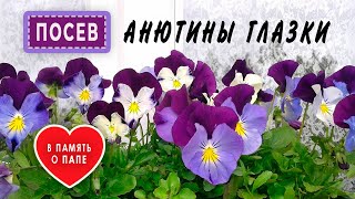 видео: ВИОЛА Когда и как сажать Анютины глазки? картинка: ВИОЛА Когда и как сажать Анютины глазки?