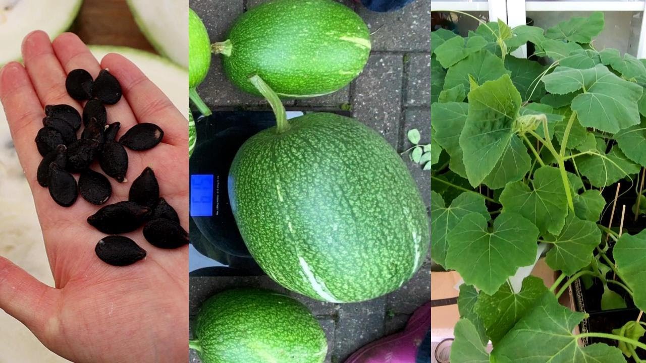 씨앗에서 상어 지느러미 멜론을 재배하는 방법 ㅣHow To Grow Shark Fin Melon From Seed - YouTube