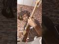Fido - Joy is Coming (Bass cover) #fido #joyiscoming #shorts #basscover