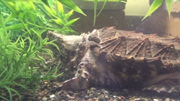 Hypo Alligator Snapping Turtle Unboxing