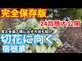 【宿根草】切花に向く宿根草24品種を一挙に紹介!お庭や鉢植えで花が咲いたらお家で切花にしよう!!︎Ver225【カーメン君】【切花】【切り花】【家庭菜園】【園芸】【宿根草】