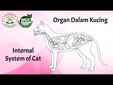 Organ Dalam Kucing