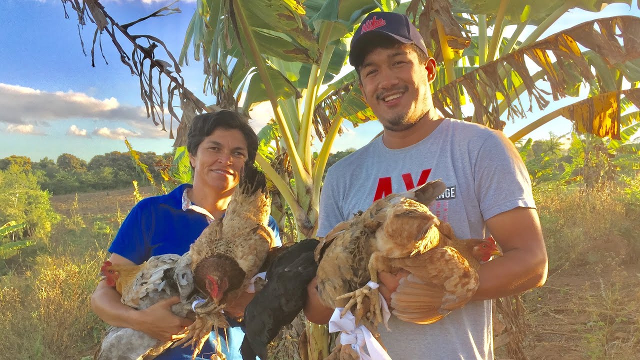 GANHANDO DINHEIRO VENDENDO GALINHAS CAIPIRAS / VEJAM QUANTO CONSEGUI VENDENDO 8 GALINHAS!!! 🐓🐔$$$