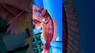 Rare Fish 🤯😱 | Part 5 #fishing #shorts #rarefish
