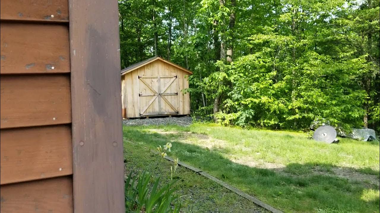 Bobcat hunts and kills groundhog right in front of me - YouTube