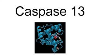 Caspase 13