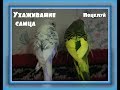 ВОЛНИСТЫЕ ПОПУГАИ ВИДЕО Ухаживание самца волнистого попугая  Kissing parrots @JessLifePets