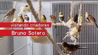 Visitando Criadores  Bruno Sotero  Canários de Canto  Fibra & Timbrado Espanhol