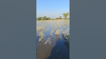 những đám ruộng ngập nước của người dân Tây Ninh mùa nước nổi lúa chét lên rất nhiều