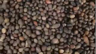 palm kernel separator video 1