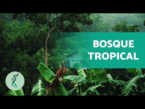 Video: ¿Qué puedes encontrar en una región tropical?