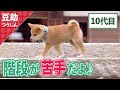 えっと、えっと…よいしょ♪下りられるかな？10代目【豆助通信】＜柴犬・豆柴＞