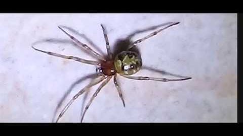 The triangulate cobweb spider (scientific name: Steatoda triangulosa;