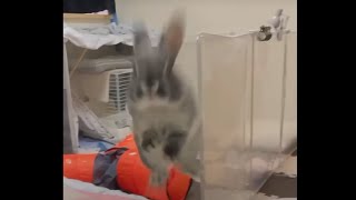 Bunny of death