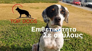 Επιθετικότητα σε σκύλους by Top Dogs TV 823 views 1 year ago 3 minutes, 58 seconds
