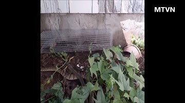 Đặt Bẩy Gần Ngôi Nhà Hoang Nơi Tuấn Khỉ Chết Và Cái Kết.