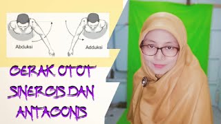 Gerak Otot Sinergis dan Antagonis