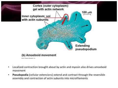 Chapter 4 CytoSkeleton Video - YouTube