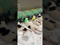 幸せを運ぶ子犬 #KoreaPuppies #JapanDogs